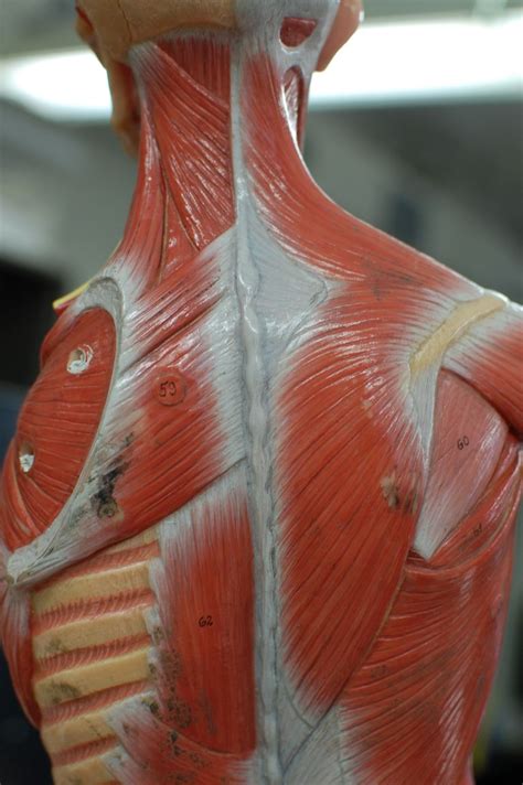 Human Anatomy Lab Muscles Of The Torso