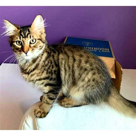 Rescue Kittens Male Maine Coon Mix Cat In Nsw Petrescue