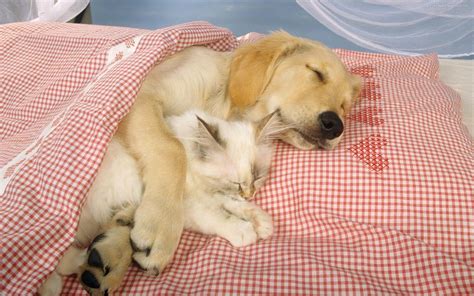 Cats And Dogs Sleeping Wallpapers On Wallpaperdog
