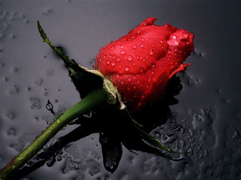 Beautiful Red Roses Roses Photo 34610970 Fanpop