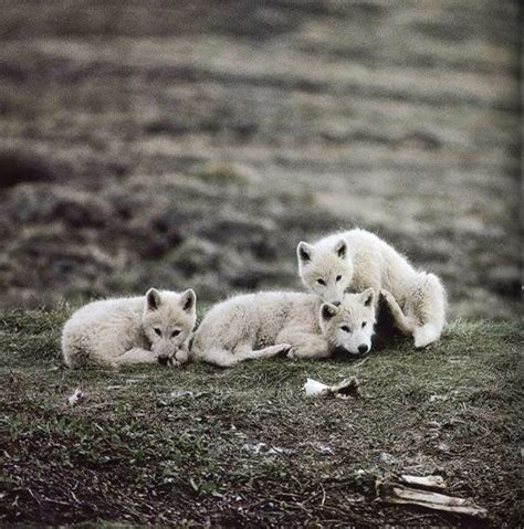 Arctic Wolf Pups Baby Wolves Animals Animals Beautiful