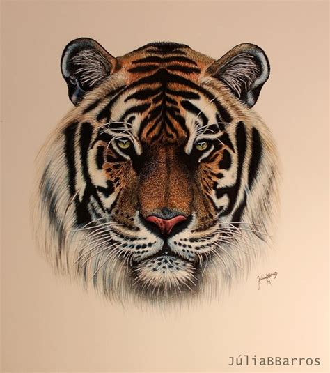 Tiger Drawing By Julia Barros Tiger Drawing Tiger Art Tiger Sketch