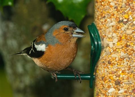 Feeding Birds During Summer Willow Ridge Garden Center And Landscaping