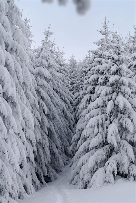 Majestic Evergreens Weighted With Snow Winter Scenery Winter Scenes