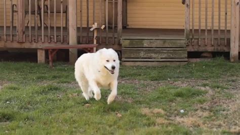 Dog Running Slow Motion Great Pyrenees Youtube