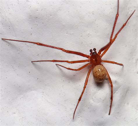 Cobweb Spider Parasteatoda Tepidariorum Bugguidenet
