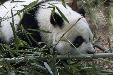 Panda Updates Monday October 2 Zoo Atlanta