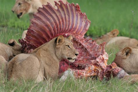 Female Lion Eating Meat Hd Wallpaper Wallpaper Flare