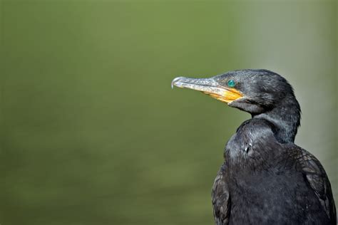 The Flightless Cormorant A Unique Species To The Islands Fragata Yacht