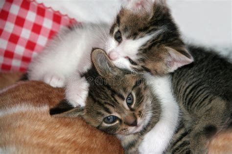 Two Cute Kittens Stock Photo Image Of Lying Parent