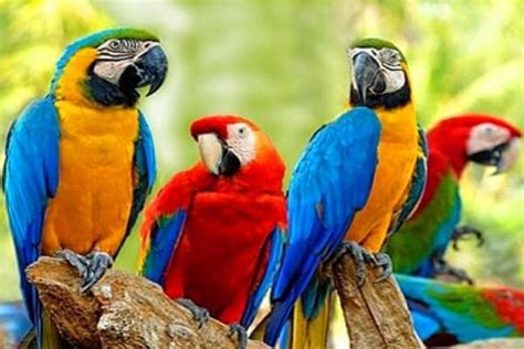 Aves Exóticas Características Y Tipos Curiosfera Animales