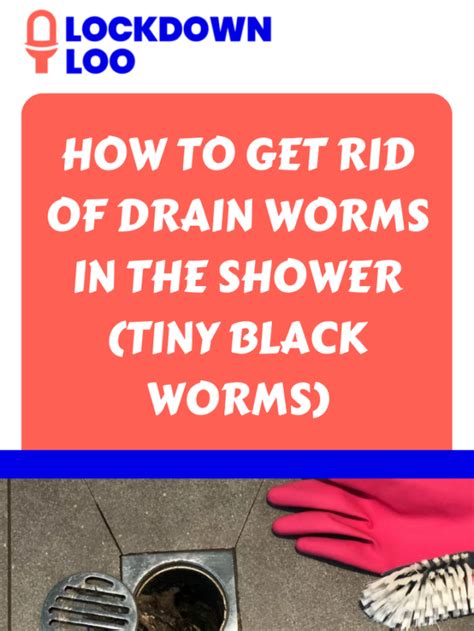 How To Get Rid Of Drain Worms In The Shower Tiny Black Worms