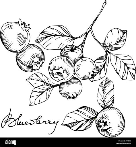 Vector Blueberry Black And White Engraved Ink Art Berries And Leaves
