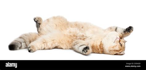 Golden Shaded British Shorthair 7 Months Old Lying Against White