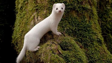 Less Snow Means Polands White Weasels Could Face Extinction Says