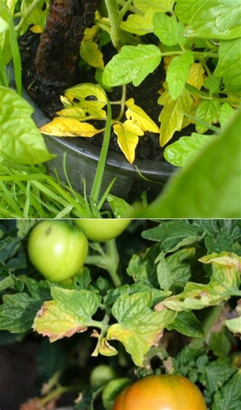 Why Tomato Plants Turn Yellow 101 Gardening