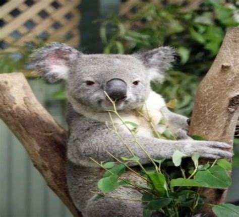 Australias National Treasure Koalas