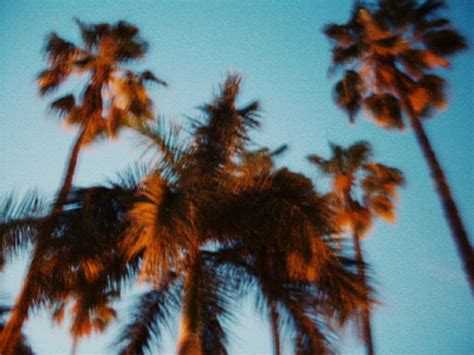 The Worlds Best Of Palms And Vsco Flickr Hive Mind Vsco Palm Tree