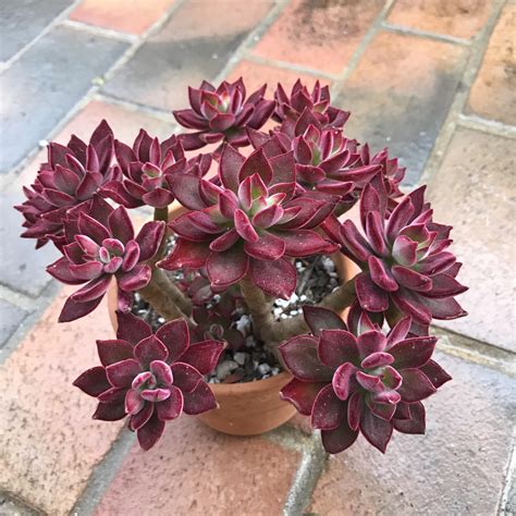 Echeveria Devotion Showing Off Her Vibrant Red Colors R Succulents