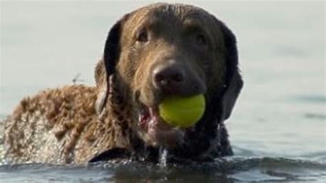 Basset Hound Cant Swim Dog Discoveries