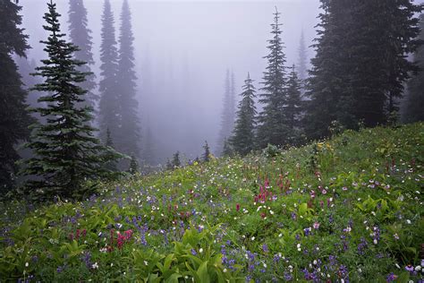 Foggy Summer Morning With Wildflowers Blooming In The Paradise Meadows