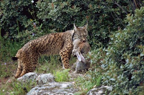 The Iberian Lynx Is Perhaps The Most Endangered Wildcat In The World