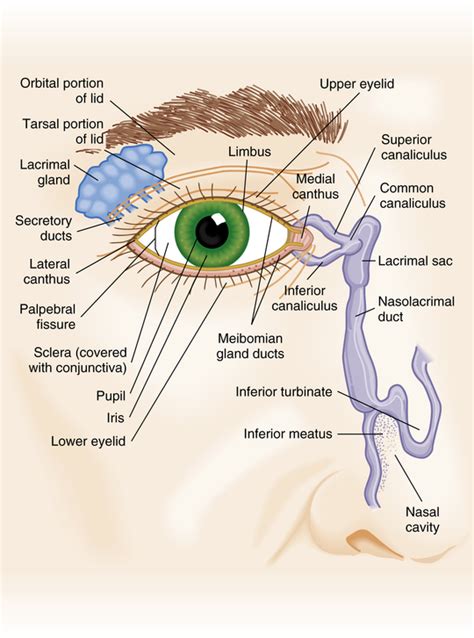 Eye Anatomy Muscles And Vessels Of The Eyelid Medical Surgery The
