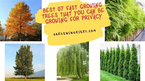 Best 07 Fast Growing Trees That You Can Growing For Privacy Gardens