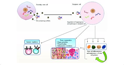 Stem Cell Potency And Differentiation Stem Cells Secrete