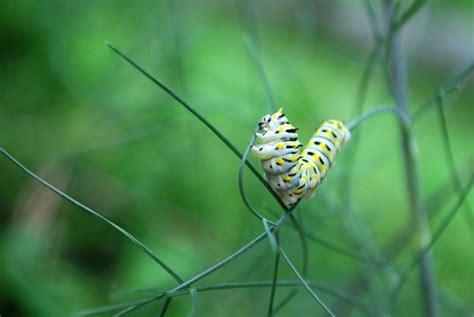 Eastern Black Swallowtail Butterfly Caterpillar Project Noah