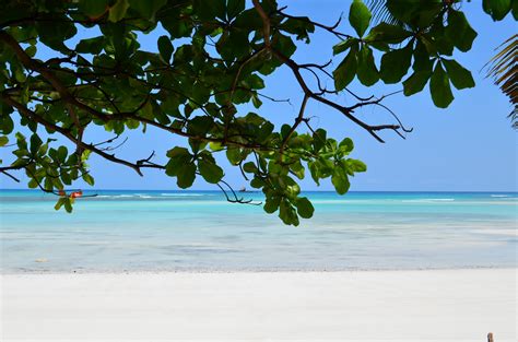 Free Images Beach Sea Coast Tree Sand Ocean Branch Sky Sun