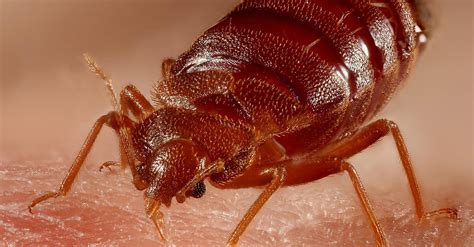 Professional bed bug traps, or monitors, as they are often called in a scientific setting, are relatively new inventions, and are recommended as the first as the scientists plan, any bed bugs in the house are supposed to gather near the sources of carbon dioxide fermented by yeast. Everything you need to know about heat treatments for bed bugs