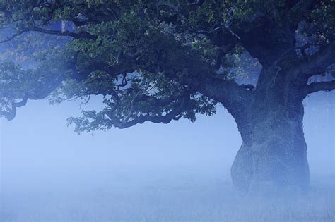 Old Oak Tree In Fog License Image 70185903 Lookphotos