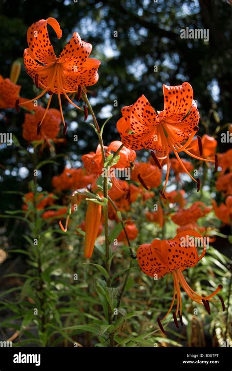 Tiger Lily Lilium Lancifolium Splendens Hi Res Stock Photography And