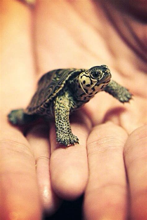 4437 Best Images About Reptiles On Pinterest Baby Sea Turtles