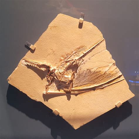 New Pterosaur Exhibit Brings World Class Fossils Casts To Pittsburgh Blogh