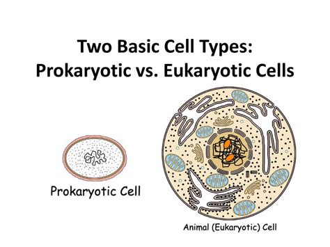 Ppt Two Basic Cell Types Prokaryotic Vs Eukaryotic Cells Powerpoint Images And Photos Finder