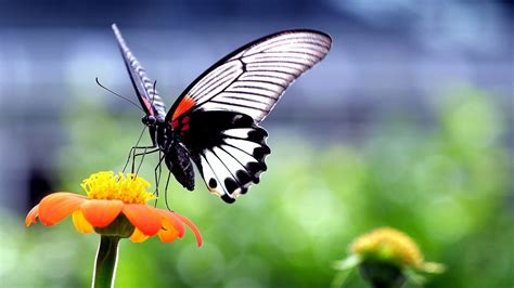 Black And White Butterfly Butterfly Insect Animals Nature Hd