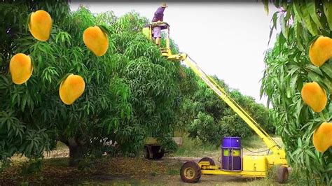 Cuộc Sống Mỹ Mango Harvesting Machine How To Mango Picking Mango Farm Agriculture