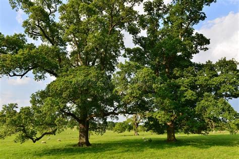 Oak Trees In A Green Field Stock Image Image Of Fresh 239090207