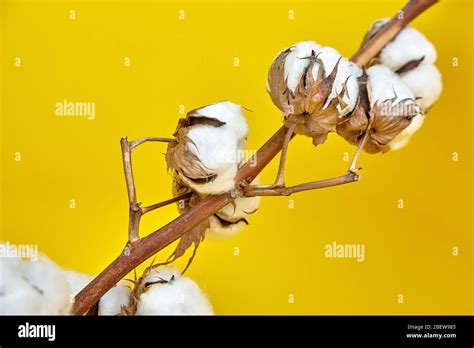 Cotton Plant Stem Branch Of White Dry Cotton Flowers On Yellow