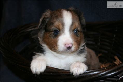 If you are looking to adopt or buy a aussie take a look here! Miniature Australian Shepherd puppy for sale near Houston ...