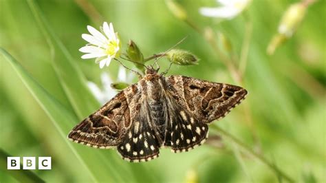 Moths British Moths In Decline Due To Climate Change Bbc Newsround