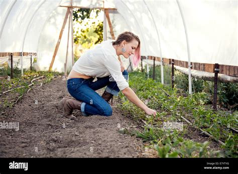 Young Woman Planting Crop In Greenhouse Stock Photo Alamy