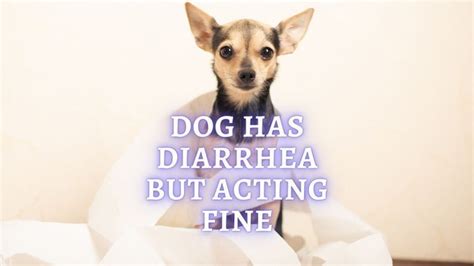 Dog Diarrhea Why Does My Dog Have Diarrhea But Act Normal