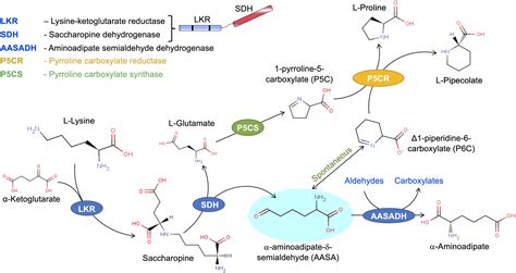 Frontiers Lysine Catabolism Through The Saccharopine Pathway Enzymes