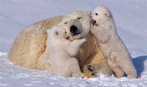 Angélica Italia Polar Bear Love Cute Polar Bear Cubs Lovin Up Their
