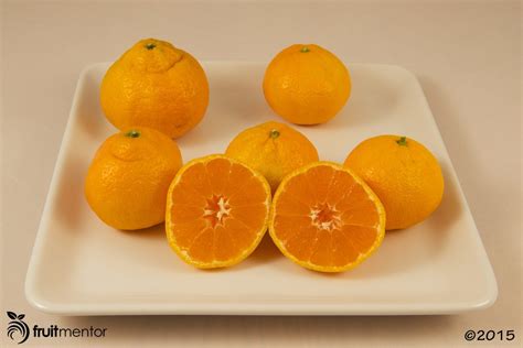 Owari Satsuma Mandarin Orange - fruitmentor™