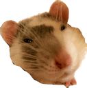 Rat Uwu Discord Emoji