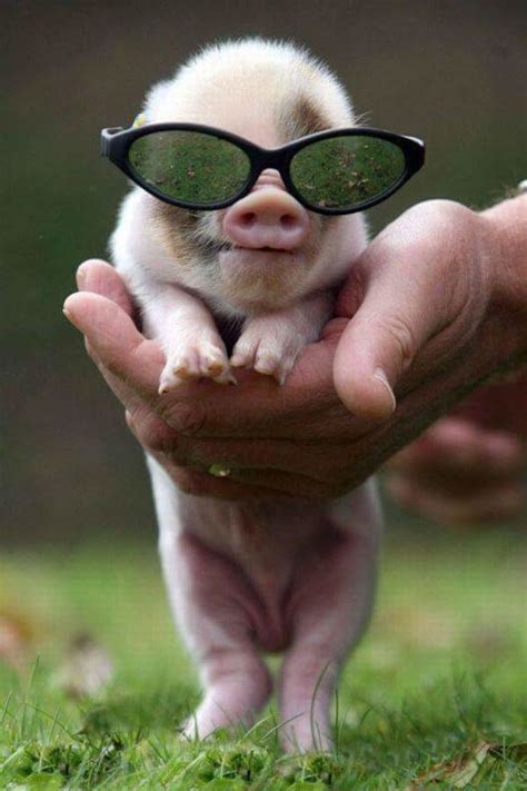 Friday Funny Memes At Cute Pigs Cute Piglets